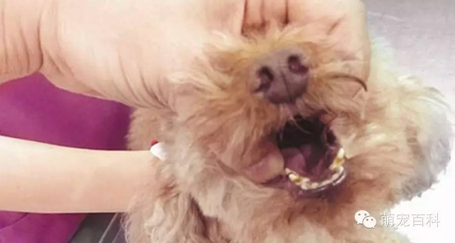 感觉狗喉咙里有东西怎么办