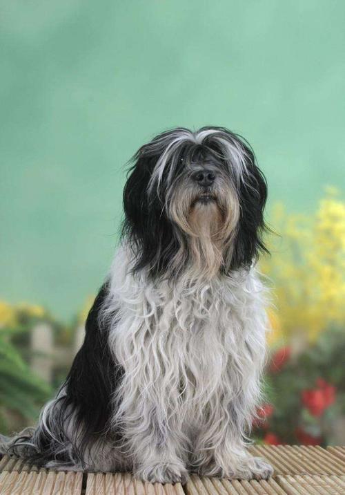 波兰低地牧羊犬怎么训练