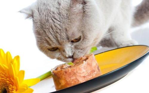 猫不吃什么东西怎么办