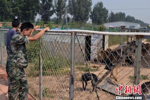 山西哪有训练狗的地方