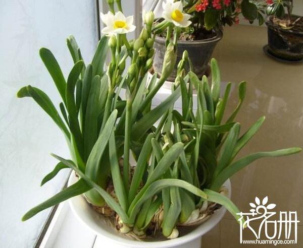 水仙花用土怎么栽培