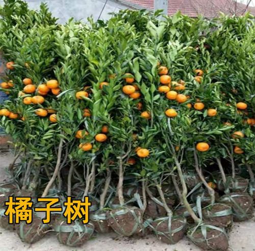 金桔树的栽培和管理
