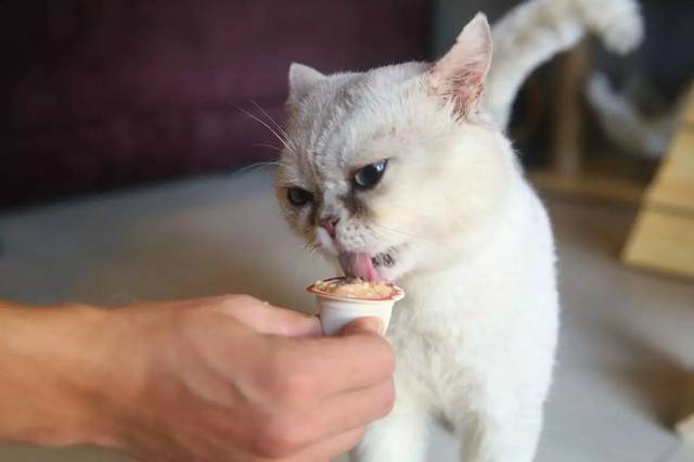 猫换新家不吃东西
