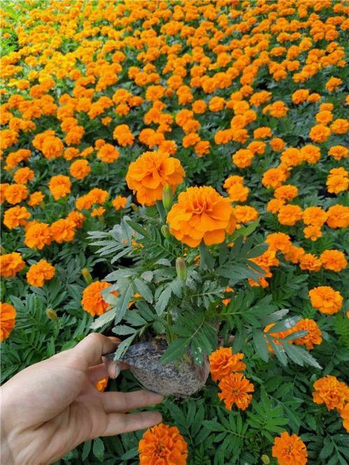 孔雀草的采种栽培技术