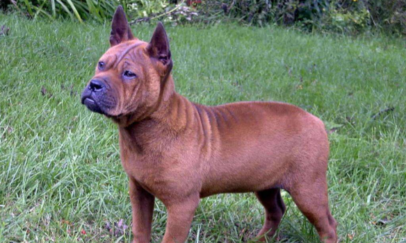 怎样训练川东猎犬