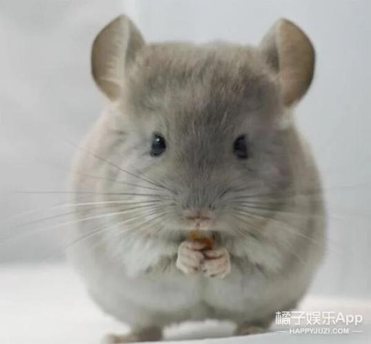 龙猫怀孕不爱吃东西怎么办