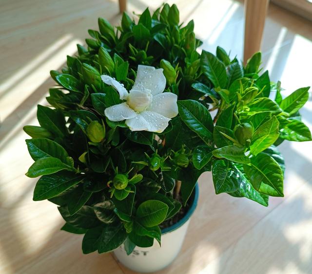 水栀子花的养殖方法