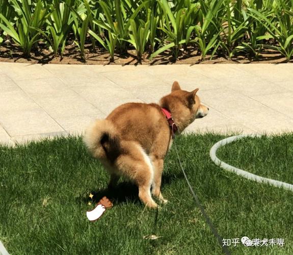 柴犬拉屎怎么训练