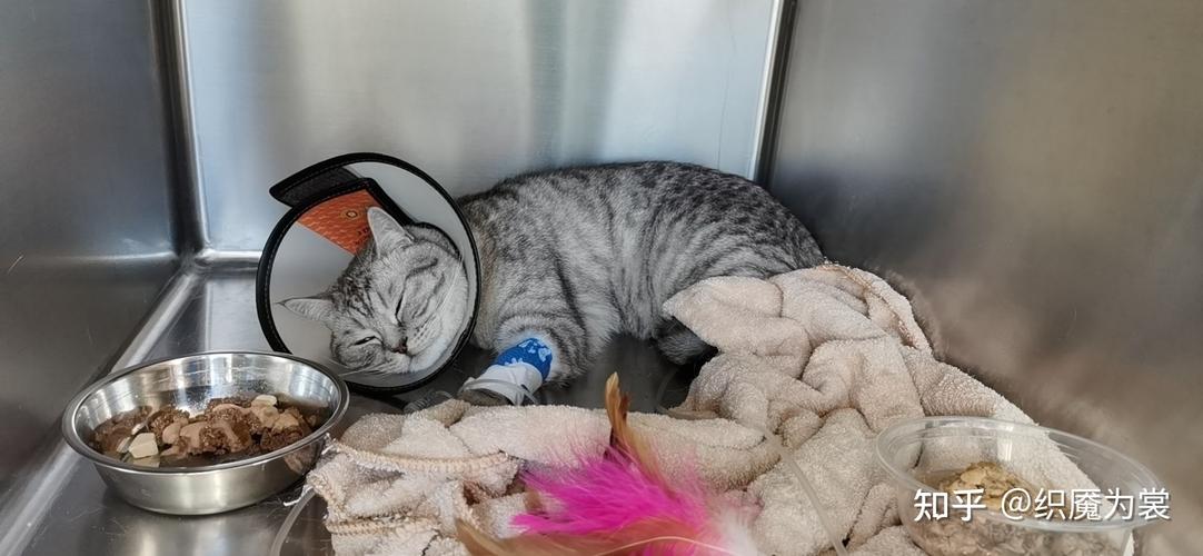 猫尿失禁尿带血不吃东西体温低