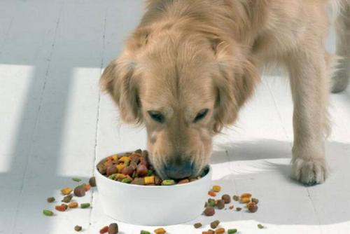 狗狗感冒就是不吃东西