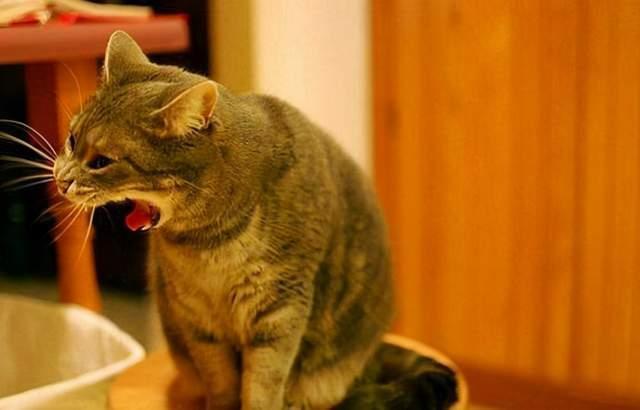 猫呕吐 两天没吃东西