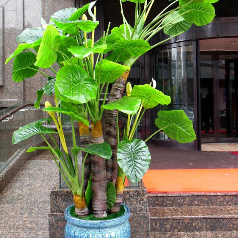 水培滴水观音的养殖方法