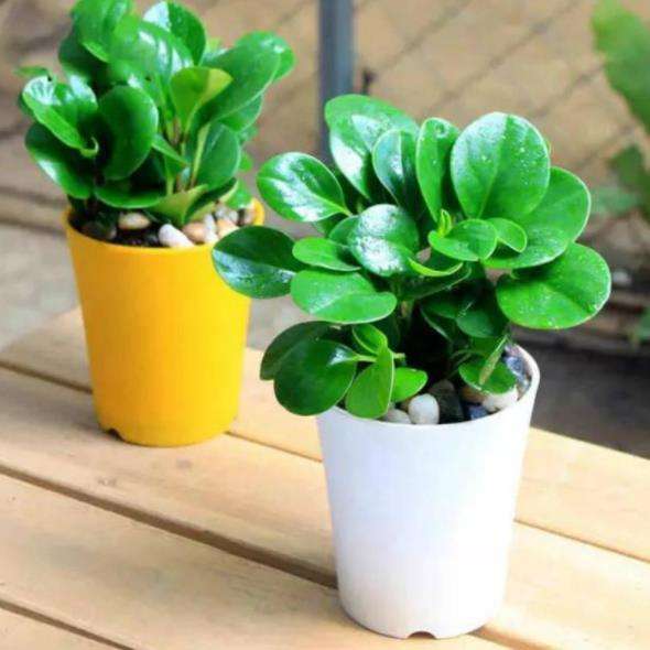 家庭绿植养殖方法