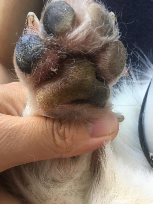 斗牛犬脚趾长东西怎么治疗