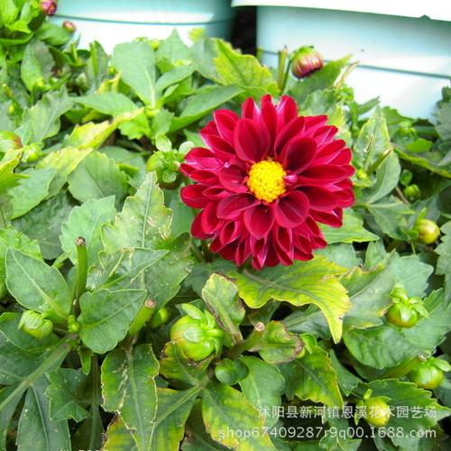 小丽花栽培