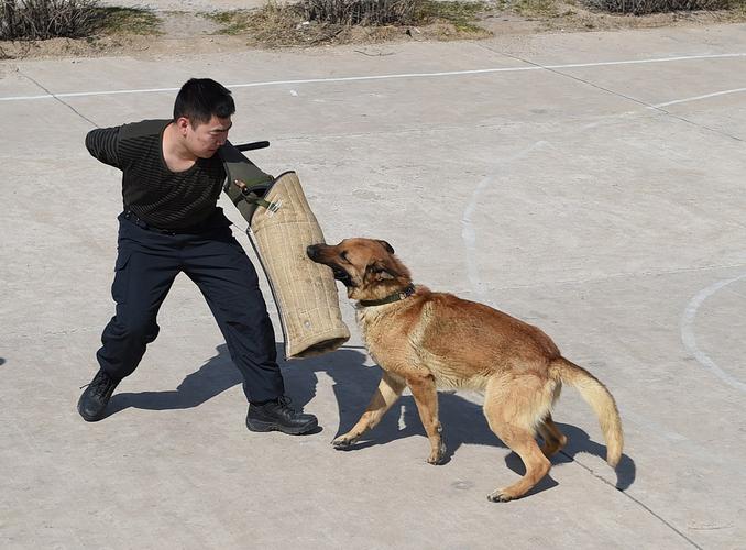 如何训练犬的扑咬