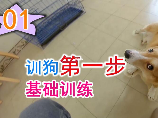 犬的基础训练内容