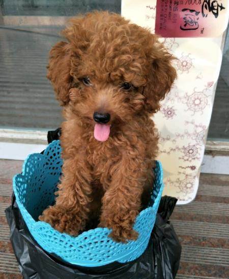 泰迪幼犬2个月怎么训练