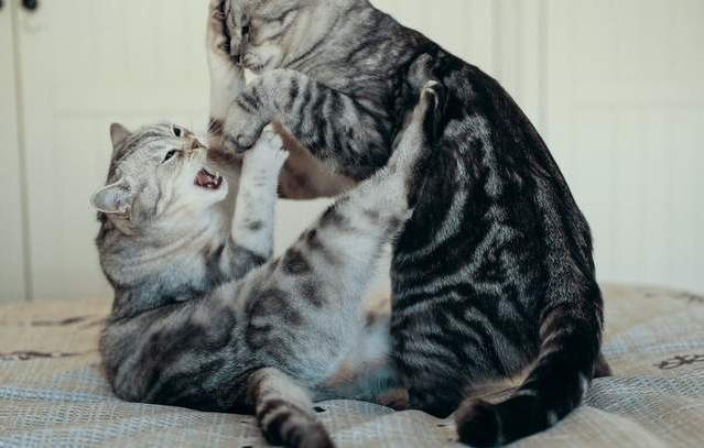 如何训练猫打架厉害