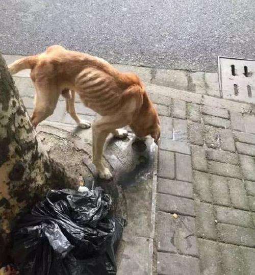 狗不吃东西没精神瘦