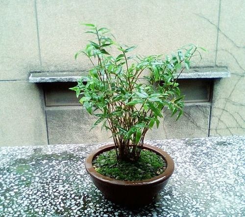 凤尾竹怎样栽培