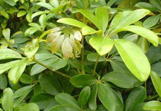 鹅掌柴的种植方法