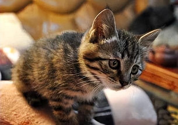 猫吃东西的特征
