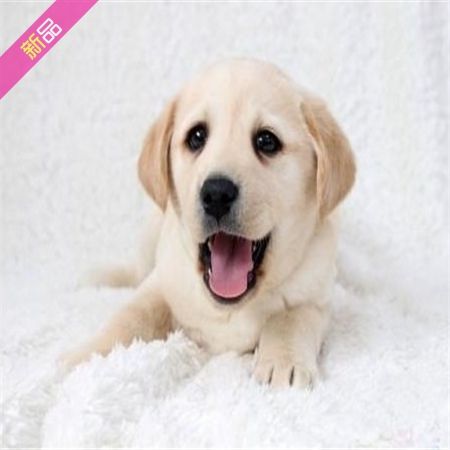 拉布拉多幼犬不吃东西怎么回事