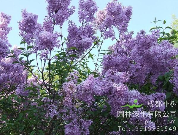 紫丁香的形态特征和栽培习性