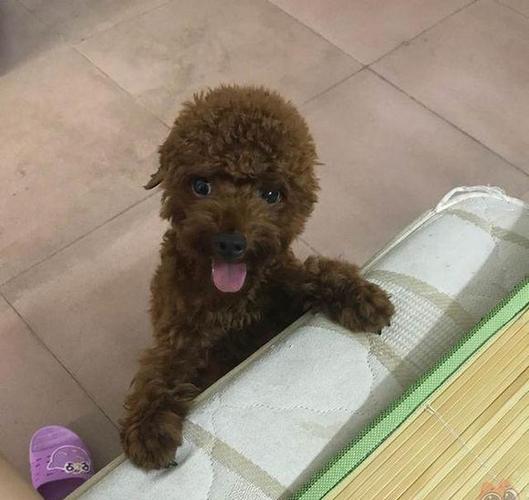 快两个月的泰迪吃东西怎么办啊