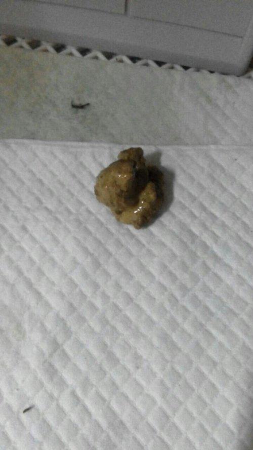 狗乱吃东西有点拉稀