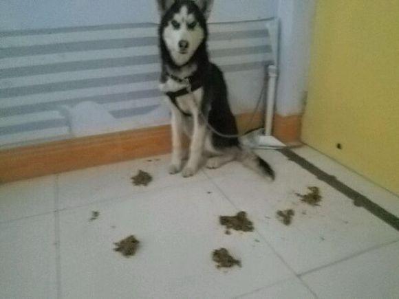 训练哈士奇的大小便