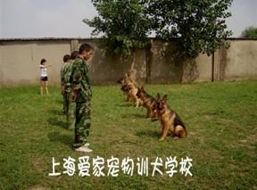宠物训练学校孝感