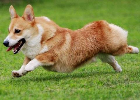 柯基犬这么训练