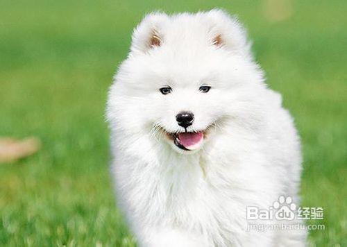 怎么训练萨摩耶不咬人