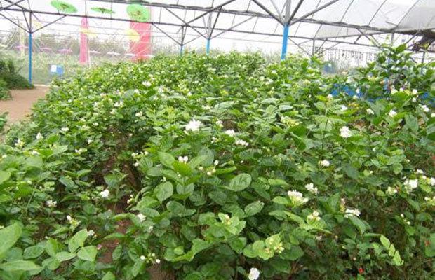 栀子花 栽培