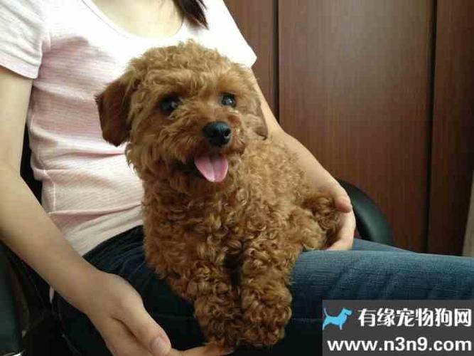 怎么训练泰迪幼犬坐