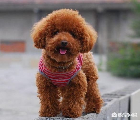 泰迪狗夏天不吃东西原因