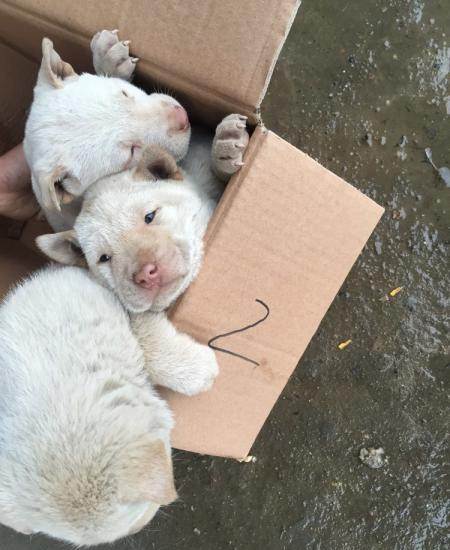训练下司犬打猎