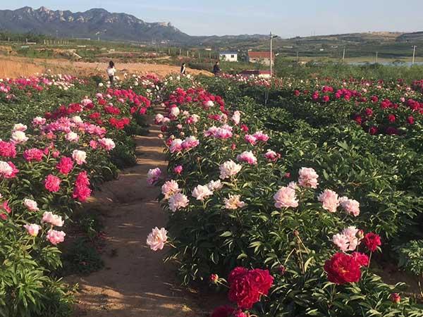 牡丹花怎么栽培
