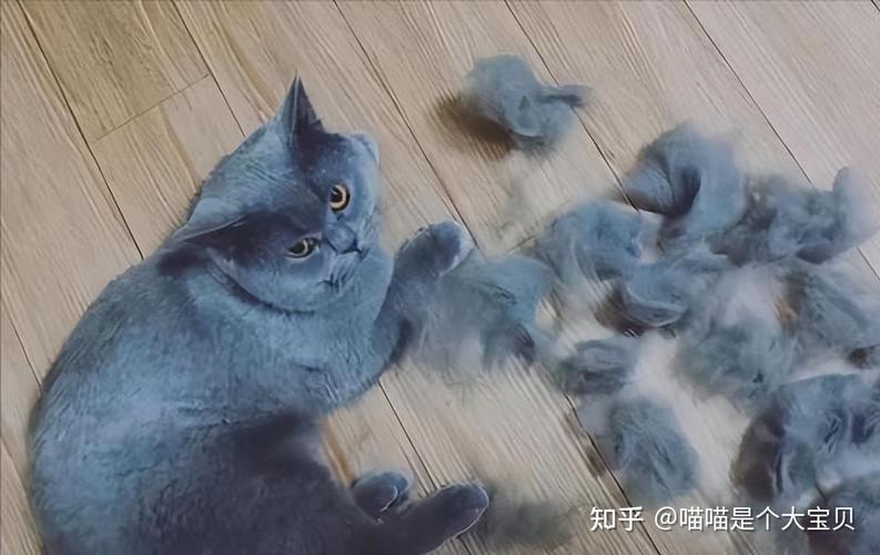 如何训练英短猫