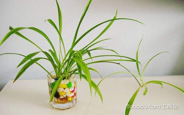 水培植物吊兰方法