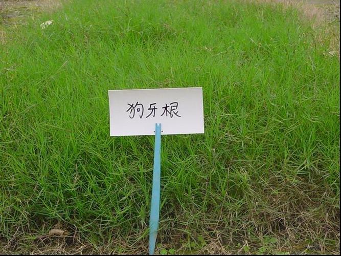 狗牙齿草的栽培