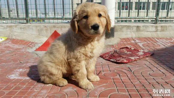 家养牧羊犬怎么训练