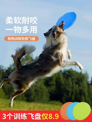 训练边牧狗接飞盘