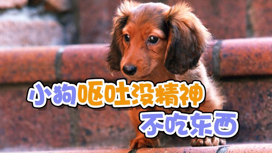 小狗狗拉稀呕吐还不吃东西