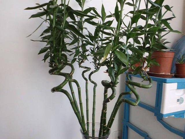 富贵竹如何栽培