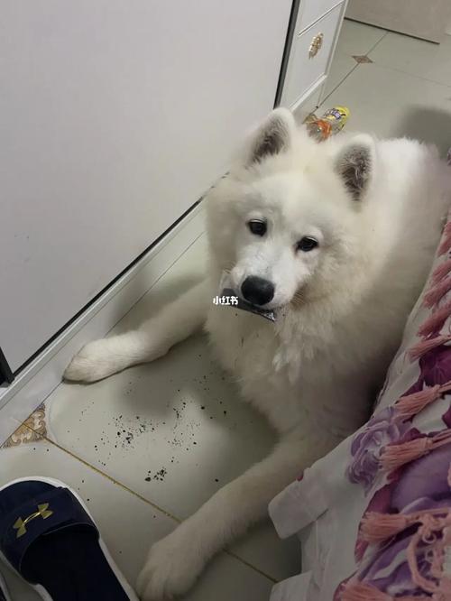 怎样训练萨摩不在屋里随地小便