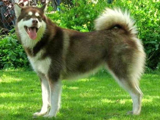 怎么教阿拉斯加犬含东西