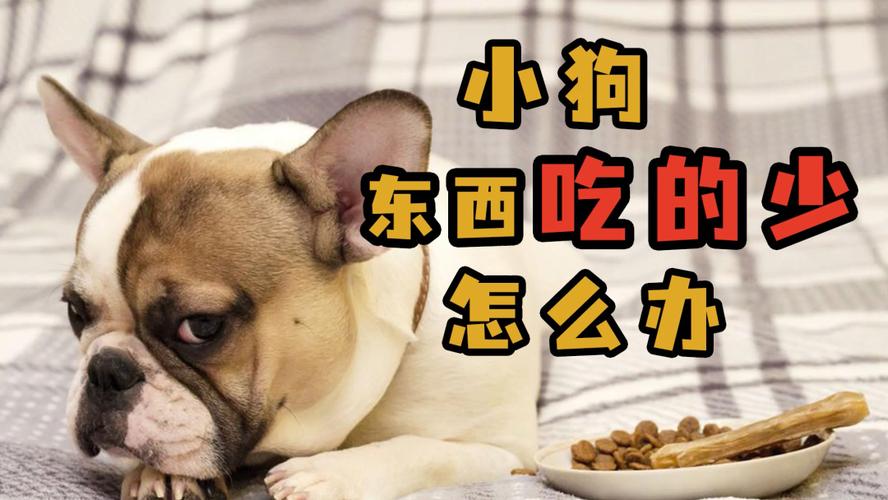 怎么给狗狗做吃的东西是什么东西怎么办